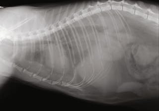Radiografia laterale destra di un gatto che mostra disgregazione della silhouette diaframmatica 